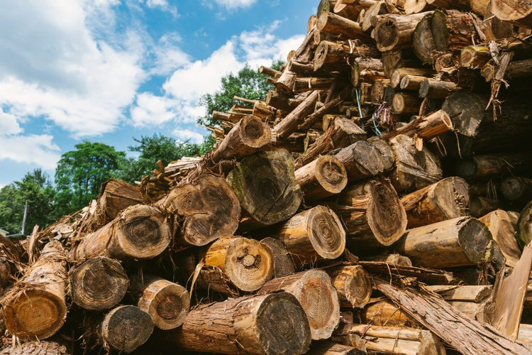 木制品需求回暖经济复苏迎来全新的木材商机